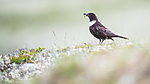 BB 15 0583 / Turdus torquatus / Ringtrost